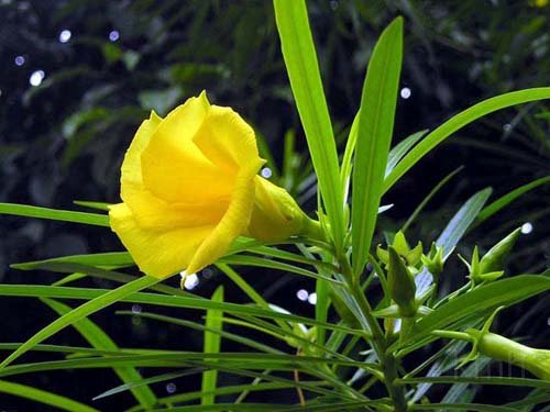 Cascabella_thevetia .jpg - Cascabella thevetia (Thevetia peruviana) : Thông thiên. Cây nhỡ, hoa đẹp trồng làm kiểng. Hạt có alcaloid tác động vào tim.